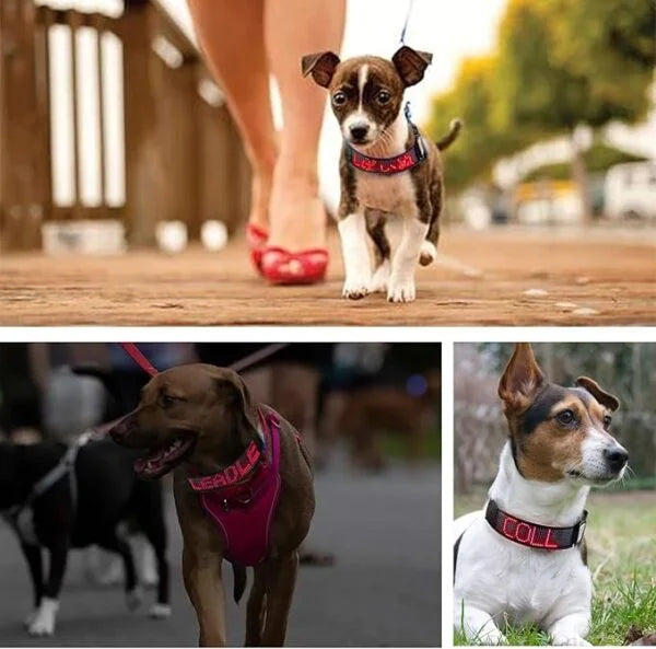 Correa led para perro