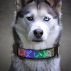 Correa led para perro