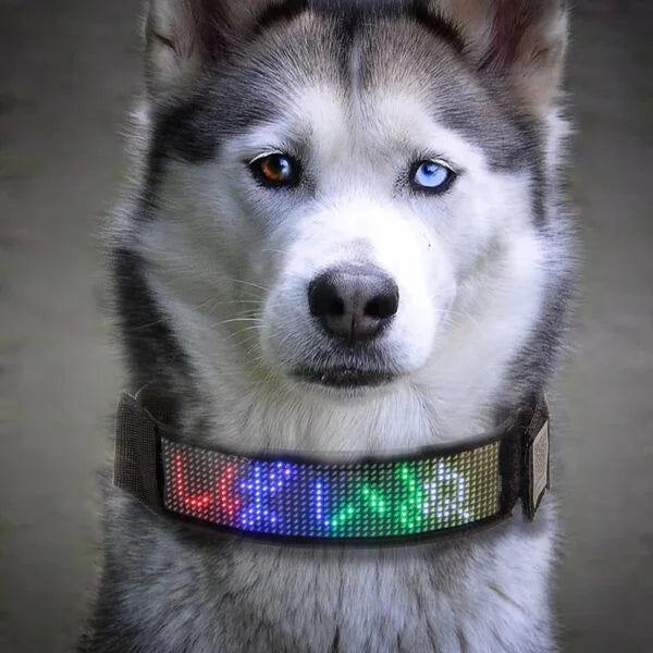 Correa led para perro